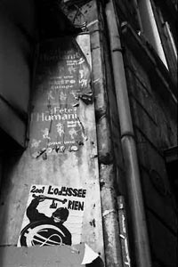 Arbre photographié en Côte d'ivoire